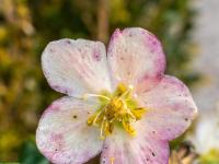 Schneerose weißpink